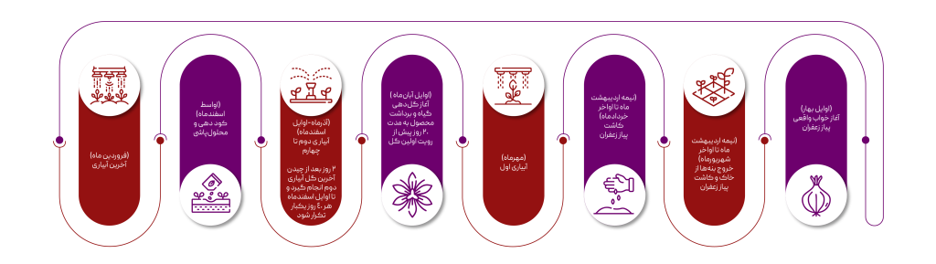 چرخه کاشت زعفران